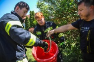 �skulapnatter durch Einsatzkr�fte der Feuerwehr aus Garten in Marchtrenk gerettet