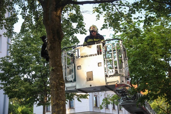 Katze am Baum: Feuerwehr mit Drehleiter bei Tierrettung in Wels-Innenstadt im Einsatz