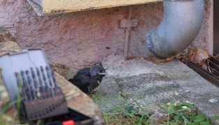 Vogel gerettet: Dohle aus Dachrinnenablauf eines Mehrparteienwohnhauses in Wels-Vogelweide gerettet