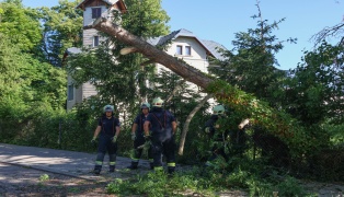 Teilweise umgest�rzt: Feuerwehr musste morschen Teil eines Baumes in Wels-Neustadt beseitigen