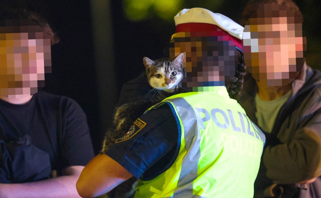 Drehleitereinsatz der Feuerwehr: Katze in Wels-Vogelweide von Polizistin aus Baum gerettet