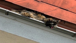 Wels-Vogelweide: Verletzte Katze mittels Drehleiter der Feuerwehr aus Dachrinne gerettet