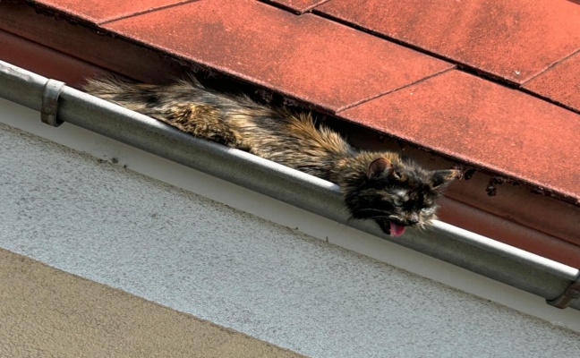 Wels-Vogelweide: Verletzte Katze mittels Drehleiter der Feuerwehr aus Dachrinne gerettet