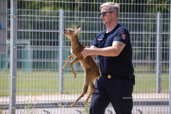 Tierrettung: Verirrte Rehkitze sorgten f�r Einsatz der Feuerwehr in Marchtrenk