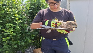 Verletzten Greifvogel in einem Garten in Sipbachzell gesichert und durch Tierrettung versorgt