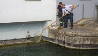 Kleiner Schwan: Schwanenfamilie im M�hlbach in Wels-Lichtenegg dank Feuerwehr wieder vereint