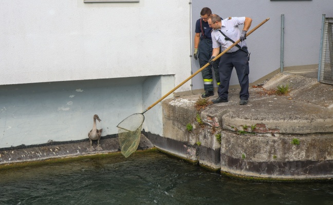 Kleiner Schwan: Schwanenfamilie im M�hlbach in Wels-Lichtenegg dank Feuerwehr wieder vereint