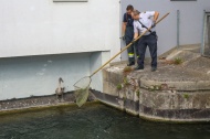Kleiner Schwan: Schwanenfamilie im M�hlbach in Wels-Lichtenegg dank Feuerwehr wieder vereint