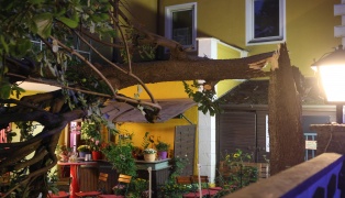 Personenrettung bei Gewitter: Kastanienbaum in einem Gastgarten in Wels-Neustadt auf G�ste gest�rzt