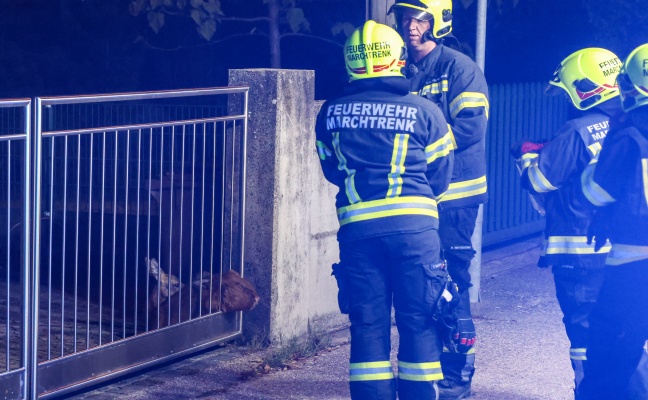 Marchtrenk: Feststeckendes Reh durch Einsatzkr�fte der Feuerwehr aus Einfahrtstor befreit