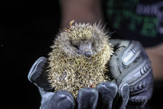 Putziger Igel von Einsatzkr�ften der Feuerwehr in Wels-Lichtenegg aus Rohr eines Pollers gerettet