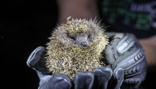Putziger Igel von Einsatzkr�ften der Feuerwehr in Wels-Lichtenegg aus Rohr eines Pollers gerettet